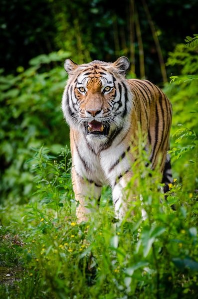 nature-wilderness-blur-animal-wildlife-zoo-1175497-pxhere.com