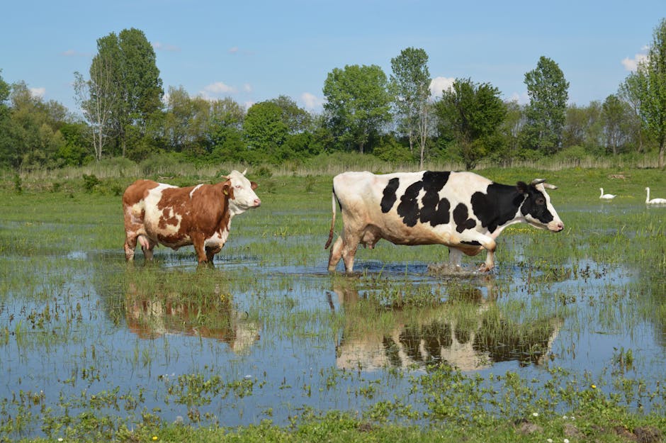 Australian Floods Cause Cattle Displacement, Widespread Damage