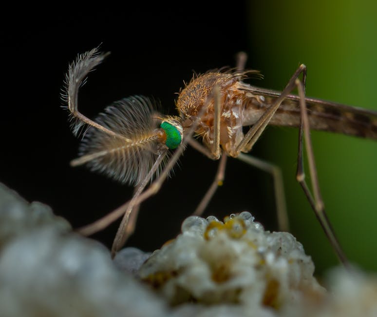 West Nile Virus Detected in UK Mosquitoes, Raising Public Health Concerns