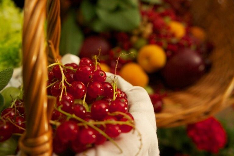plant-vintage-fruit-berry-flower-meal-1019522-pxhere.com